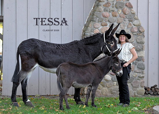 Tessa